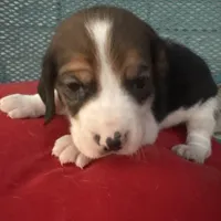 Female 5, a female Beagle for sale in Dallas, TX – Photo 2 of 6