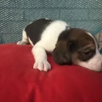 Female 5, a female Beagle for sale in Dallas, TX – Photo 4 of 6