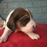 Female 5, a female Beagle for sale in Dallas, TX – Photo 5 of 6