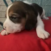 Female 5, a female Beagle for sale in Dallas, TX – Photo 1 of 6