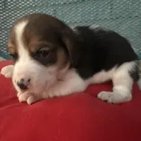 Female 5, a female Beagle for sale in Dallas, TX – Photo 3 of 6