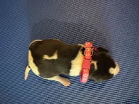 Female 5, a female Beagle for sale in Dallas, TX – Photo 5 of 6