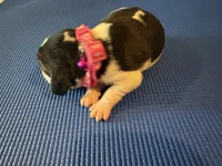 Female 5, a female Beagle for sale in Dallas, TX – Photo 4 of 6