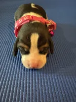 Female 5, a female Beagle for sale in Dallas, TX – Photo 1 of 6