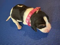 Female 5, a female Beagle for sale in Dallas, TX – Photo 3 of 6