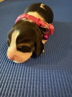 Female 5, a female Beagle for sale in Dallas, TX – Photo 2 of 6