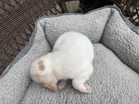 Male 2, a male Beagle for sale in Dallas, TX – Photo 10 of 10