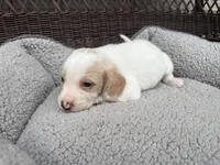 Male 2, a male Beagle for sale in Dallas, TX – Photo 7 of 10