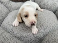 Male 2, a male Beagle for sale in Dallas, TX – Photo 5 of 10