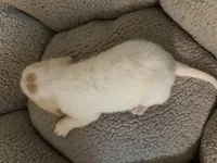 Male 2, a male Beagle for sale in Dallas, TX – Photo 9 of 10