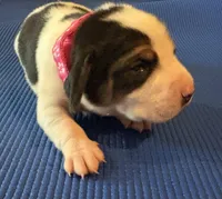 Female 1, a female Beagle for sale in Dallas, TX – Photo 4 of 8