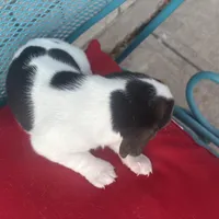 Female 1, a female Beagle for sale in Dallas, TX – Photo 2 of 6