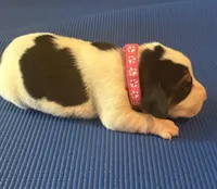 Female 1, a female Beagle for sale in Dallas, TX – Photo 7 of 8