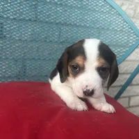 Female 1, a female Beagle for sale in Dallas, TX – Photo 1 of 6