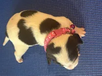 Female 1, a female Beagle for sale in Dallas, TX – Photo 8 of 8