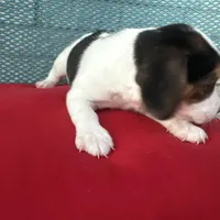 Female 1, a female Beagle for sale in Dallas, TX – Photo 6 of 6