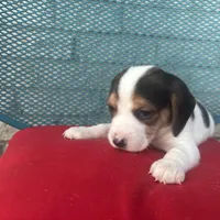 Female 1, a female Beagle for sale in Dallas, TX – Photo 3 of 6