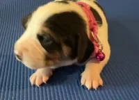 Female 1, a female Beagle for sale in Dallas, TX – Photo 1 of 8