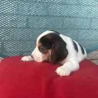 Female 1, a female Beagle for sale in Dallas, TX – Photo 5 of 6