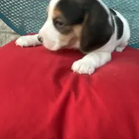 Female 1, a female Beagle for sale in Dallas, TX – Photo 4 of 6