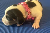 Female 1, a female Beagle for sale in Dallas, TX – Photo 5 of 8