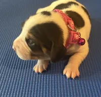 Female 1, a female Beagle for sale in Dallas, TX – Photo 6 of 8