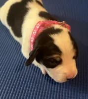 Female 1, a female Beagle for sale in Dallas, TX – Photo 3 of 8