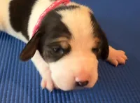 Female 1, a female Beagle for sale in Dallas, TX – Photo 2 of 8