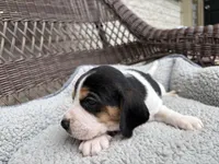 Female 2, a female Beagle for sale in Dallas, TX – Photo 1 of 5