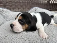 Female 2, a female Beagle for sale in Dallas, TX – Photo 3 of 5