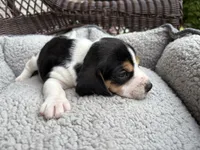 Female 2, a female Beagle for sale in Dallas, TX – Photo 2 of 5