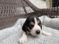 Female 2, a female Beagle for sale in Dallas, TX – Photo 4 of 5