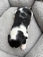 Female 2, a female Beagle for sale in Dallas, TX – Photo 5 of 5