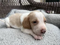 Male 1, a male Beagle for sale in Dallas, TX – Photo 10 of 10