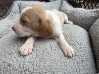 Male 1, a male Beagle for sale in Dallas, TX – Photo 9 of 10