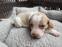 Male 1, a male Beagle for sale in Dallas, TX – Photo 7 of 10