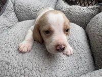 Male 1, a male Beagle for sale in Dallas, TX – Photo 8 of 10