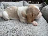 Male 1, a male Beagle for sale in Dallas, TX – Photo 6 of 10