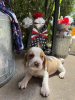 Male 1, a male Beagle for sale in Dallas, TX – Photo 4 of 10