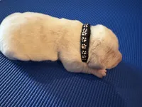 Male 2, a male Beagle for sale in Dallas, TX – Photo 4 of 8