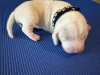 Male 2, a male Beagle for sale in Dallas, TX – Photo 1 of 8