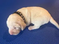 Male 2, a male Beagle for sale in Dallas, TX – Photo 8 of 8