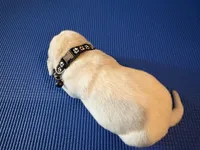 Male 2, a male Beagle for sale in Dallas, TX – Photo 6 of 8