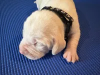 Male 2, a male Beagle for sale in Dallas, TX – Photo 3 of 8