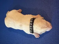 Male 2, a male Beagle for sale in Dallas, TX – Photo 7 of 8