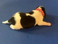 Female 3, a female Beagle for sale in Dallas, TX – Photo 7 of 8