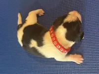 Female 3, a female Beagle for sale in Dallas, TX – Photo 8 of 8