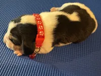 Female 3, a female Beagle for sale in Dallas, TX – Photo 2 of 8