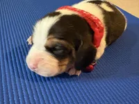 Female 3, a female Beagle for sale in Dallas, TX – Photo 1 of 8