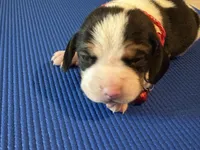 Female 3, a female Beagle for sale in Dallas, TX – Photo 3 of 8